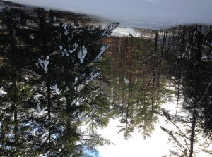 Pines covered with snow